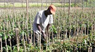 Africado avocado nursery